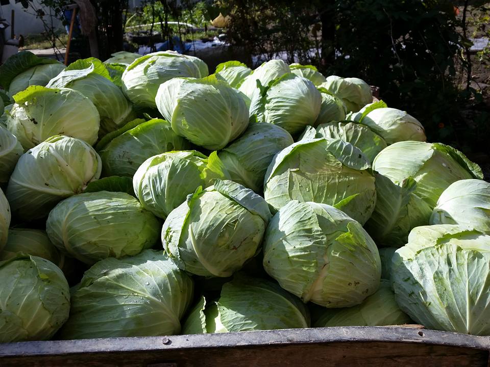 Varză